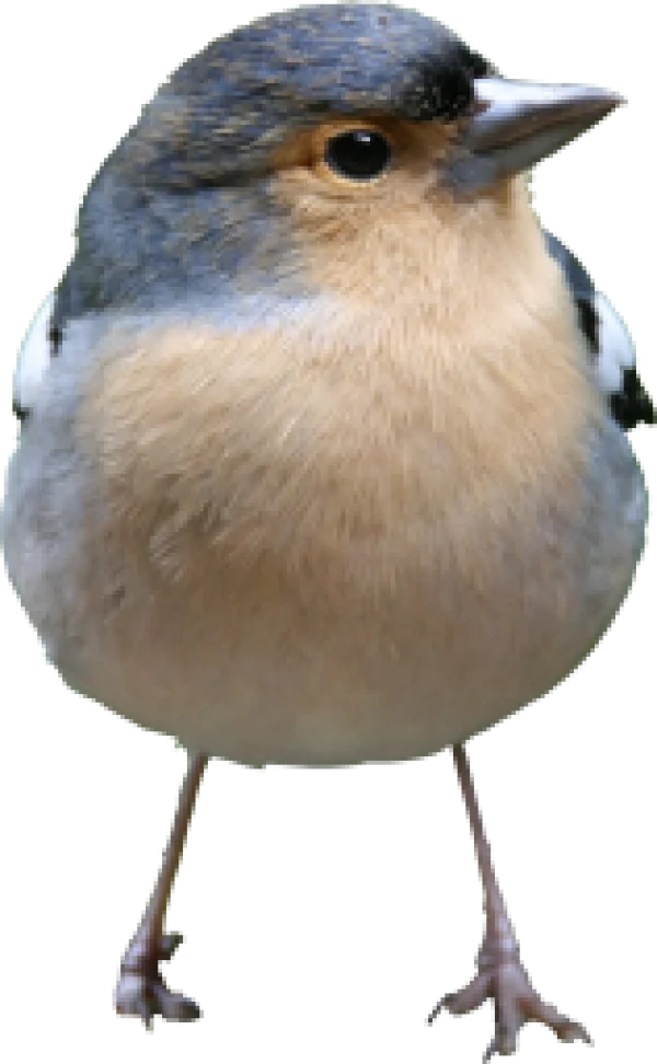 Cute Finch Bird PNG Transparent Background