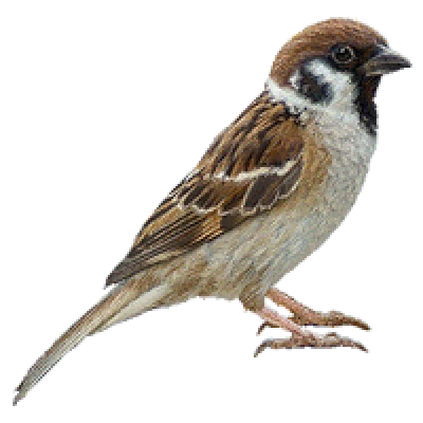 Eurasian Tree Sparrow Transparent PNG