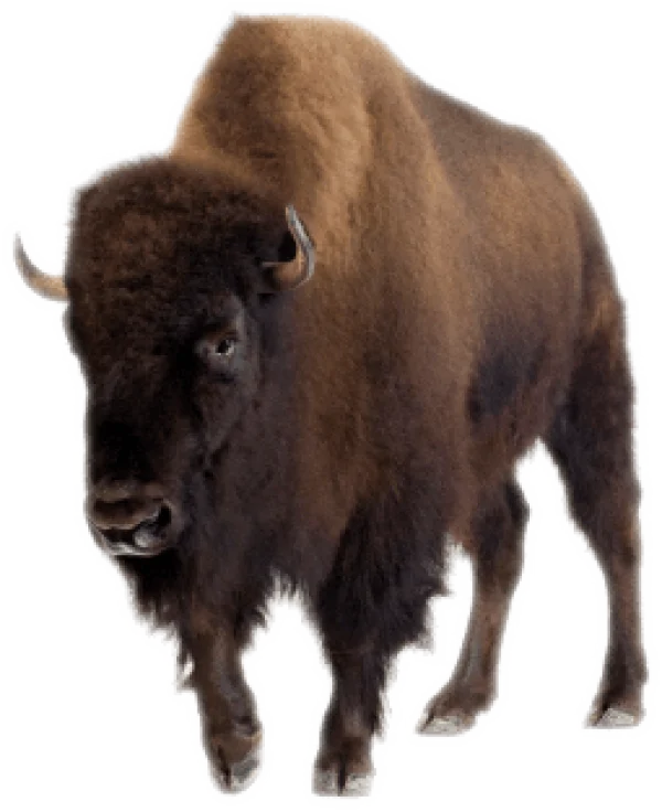 American Bison PNG Transparent Background
