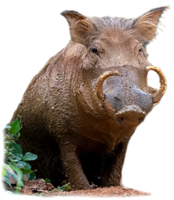 Muddy Warthog PNG Transparent Background