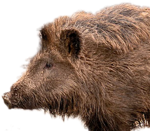 Wild Boar Head Profile PNG Transparent
