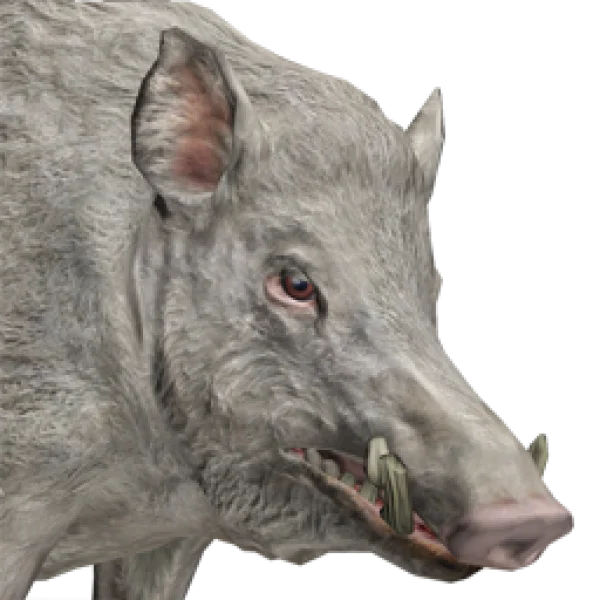 Wild Boar Head PNG Transparent Background