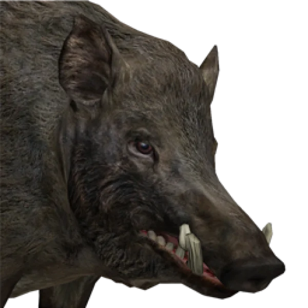 Realistic Wild Boar Head PNG Transparent Background