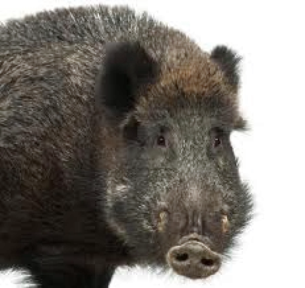 Dark Wild Boar PNG Transparent Background