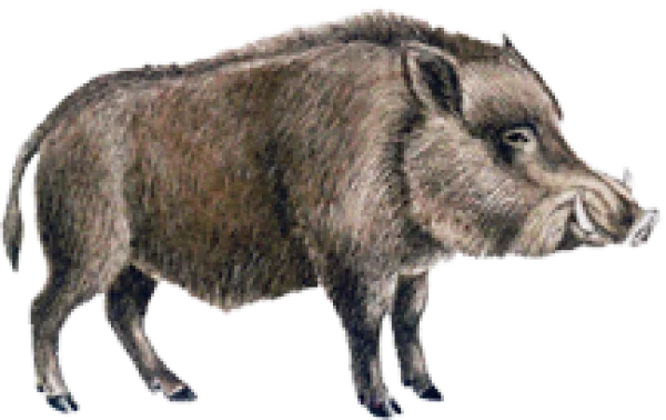 Wild Boar PNG Transparent Background