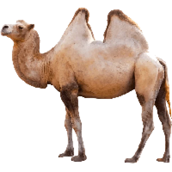 Two-Humped Bactrian Camel PNG Transparent Background