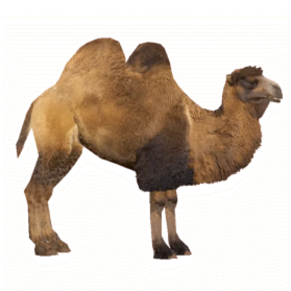 Brown Two-Humped Camel PNG Transparent Background