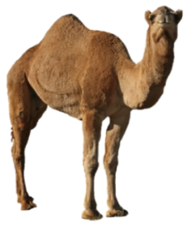 Brown Dromedary Camel PNG Transparent Background