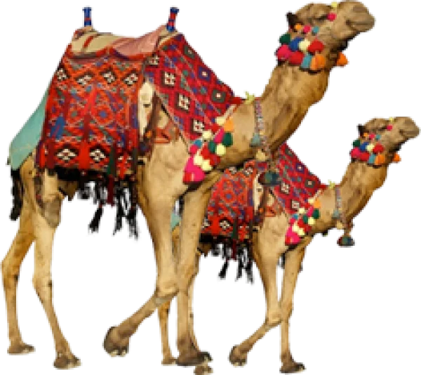 Decorated Camels PNG Transparent Background