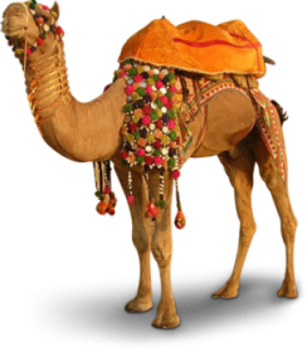 Decorated Camel PNG Transparent Background