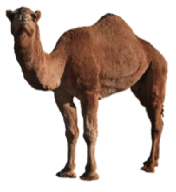Camel PNG Transparent Background