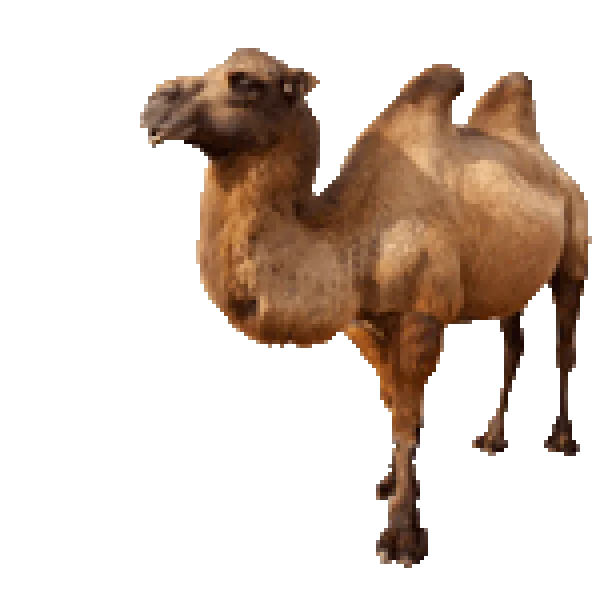 Realistic Brown Camel PNG Transparent Background