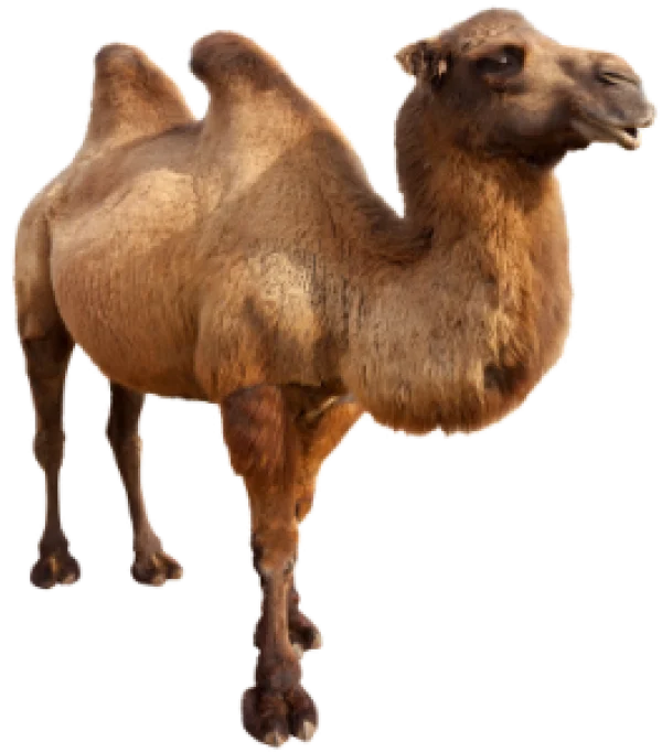 Brown Bactrian Camel PNG Transparent Background