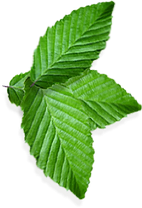 Fresh Green Leaves PNG Transparent Background