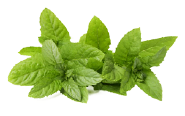 Fresh Mint Leaves PNG Transparent Background
