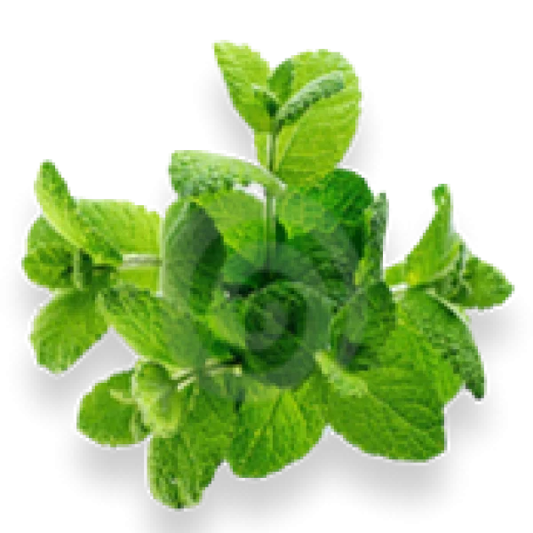 Fresh Mint Leaves PNG Transparent Background
