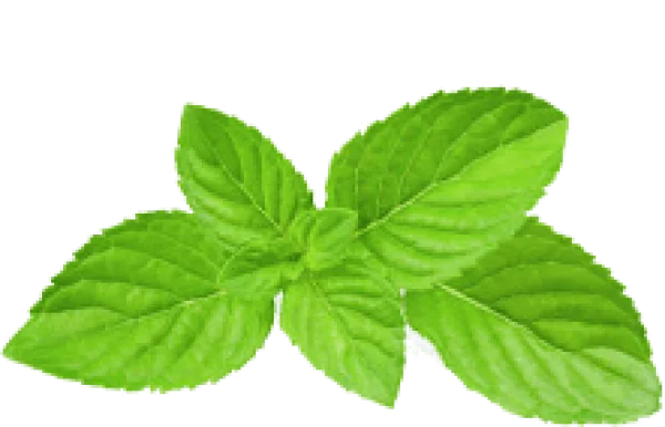 Fresh Green Mint Leaves PNG Transparent