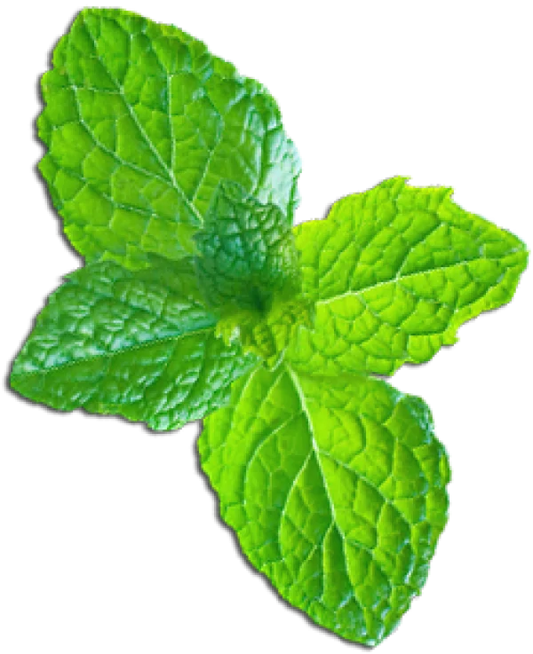Fresh Green Mint Leaves PNG Transparent Background