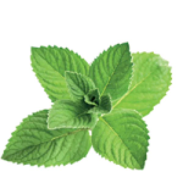Fresh Mint Leaves PNG Transparent Background