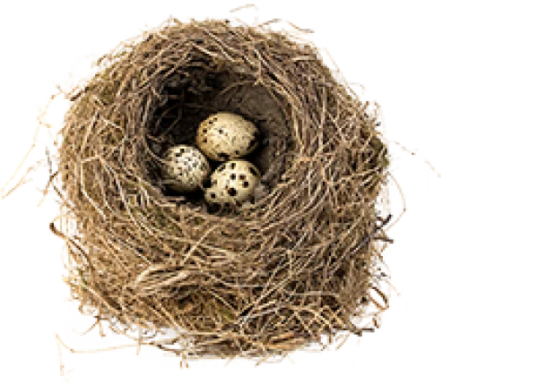 Bird Nest with Eggs PNG Transparent Background