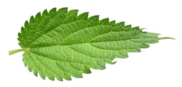 Fresh Green Leaf Transparent Background PNG