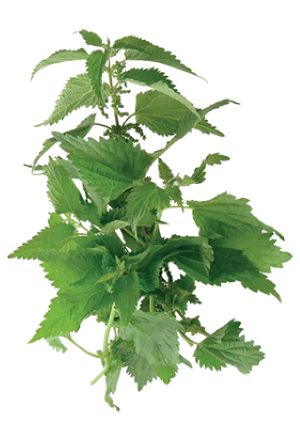 Fresh Green Nettle Plant PNG Transparent Background