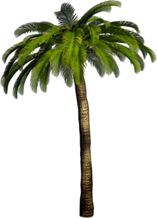Realistic Palm Tree PNG Transparent Background