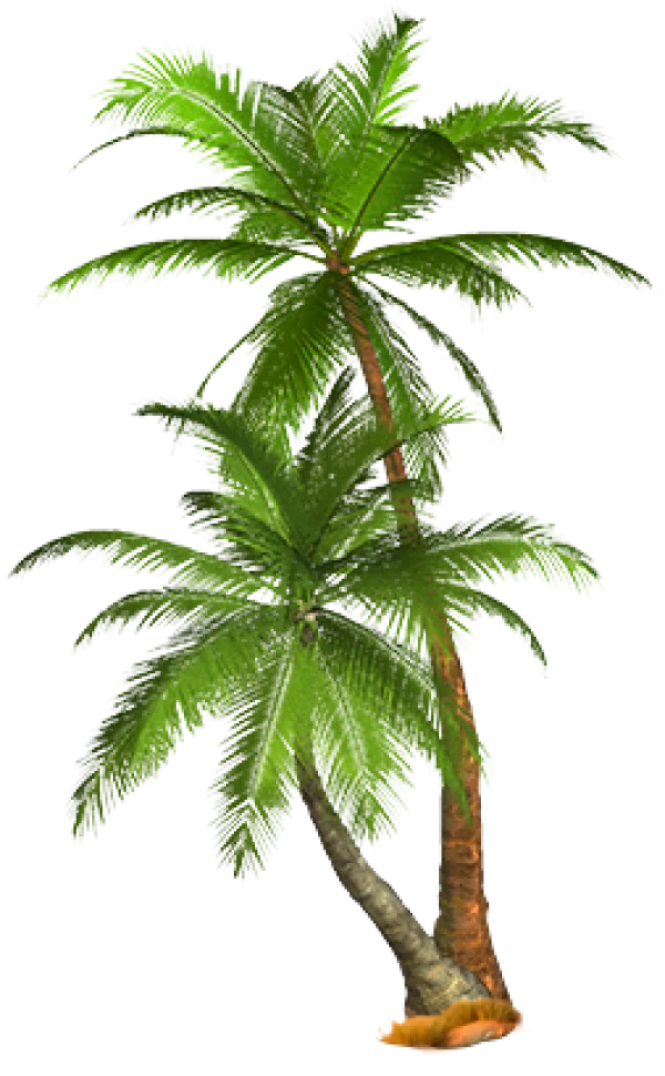 Two Palm Trees PNG Transparent Background