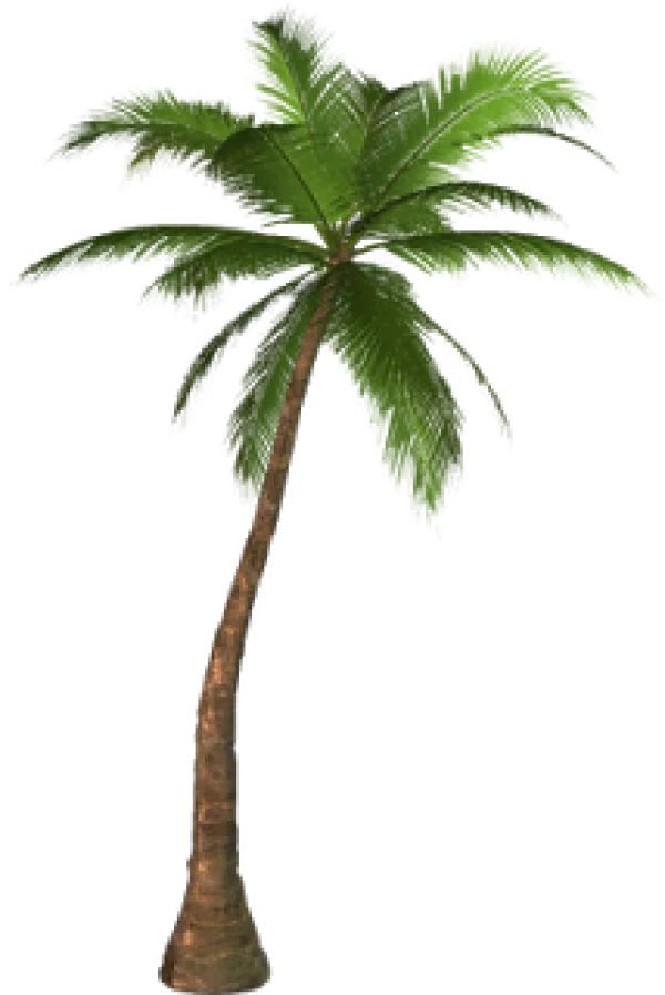 Realistic Palm Tree PNG Transparent
