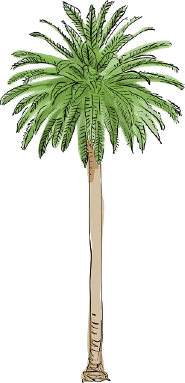 Hand-Drawn Palm Tree PNG Transparent Background