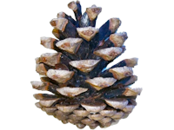 Pine Cone PNG Transparent Background