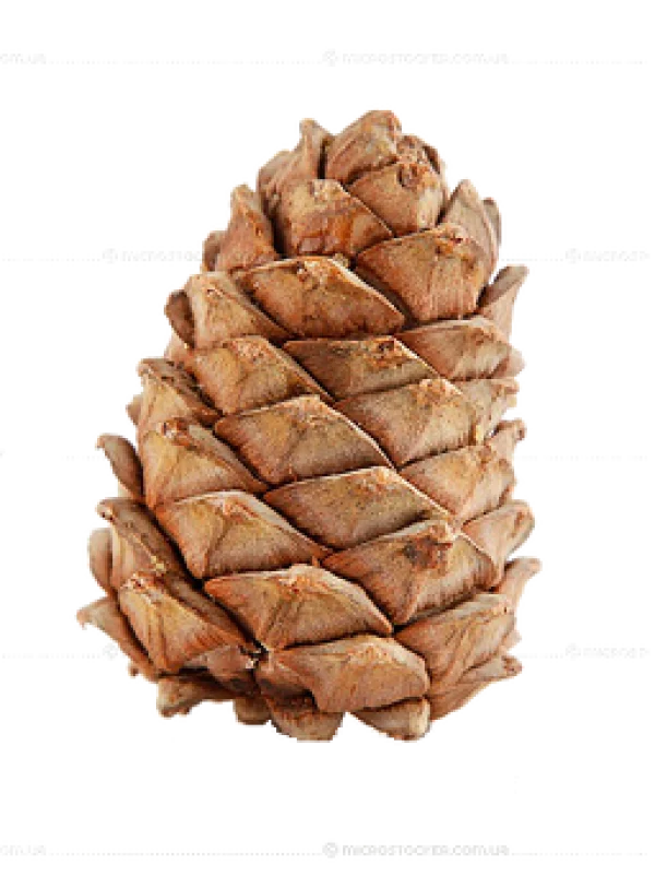 Pinecone PNG Transparent Background