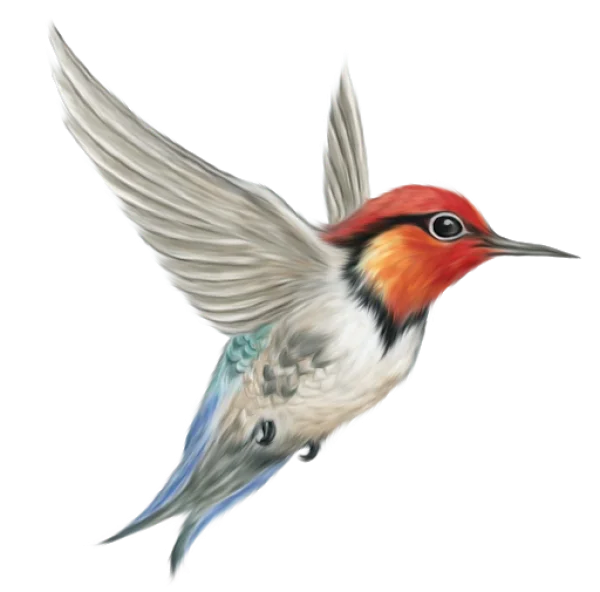 Vibrant Hummingbird in Flight PNG Transparent
