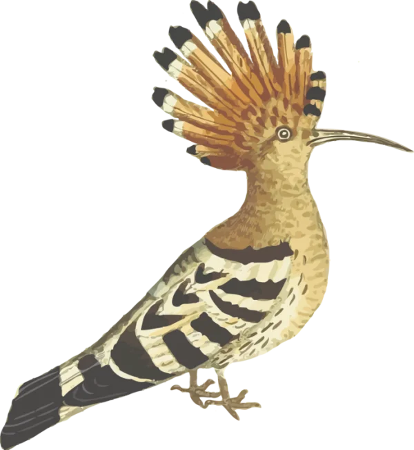 Hoopoe Bird with Crest Illustration PNG