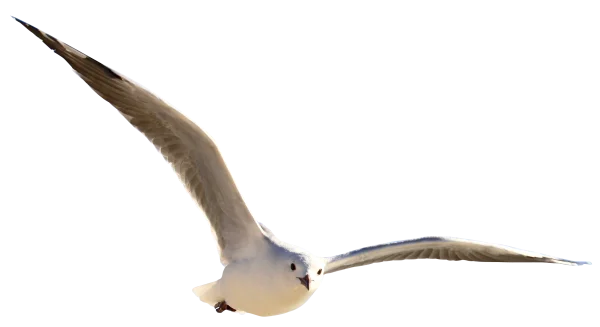 Flying Seagull PNG Transparent Background