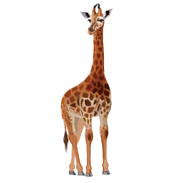 Standing Giraffe Illustration PNG Transparent Background