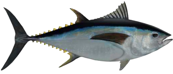 Tuna Fish PNG Transparent Background