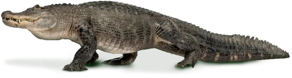 Realistic Alligator PNG Transparent Background