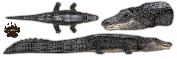 American Alligator Multi-View PNG