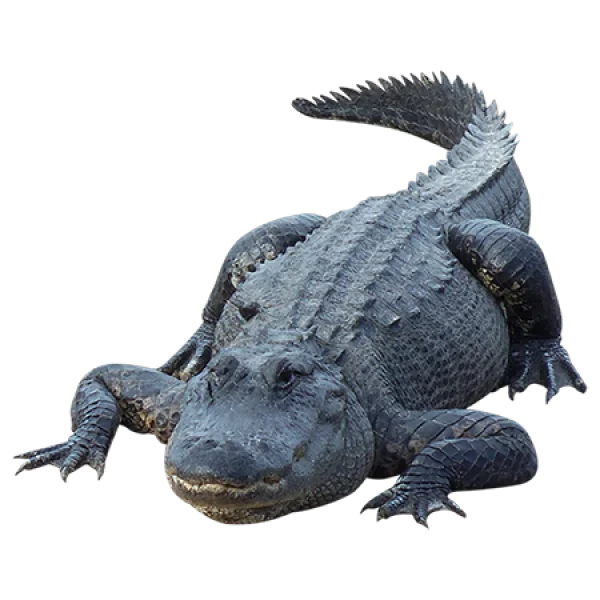 Alligator Transparent Background PNG