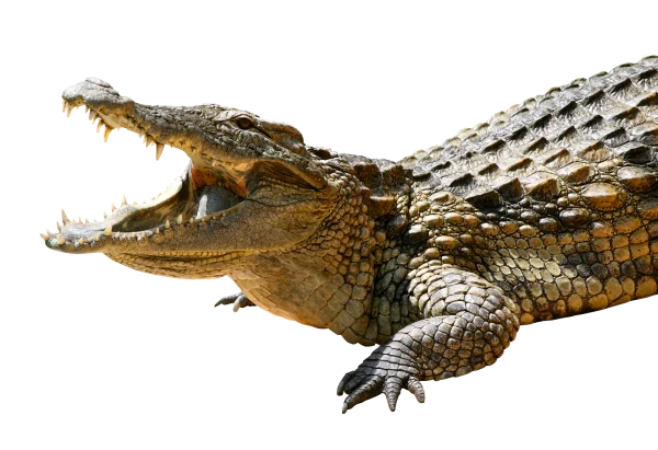 Angry Crocodile Open Mouth PNG Transparent Background