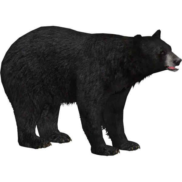 Black Bear PNG Transparent Background