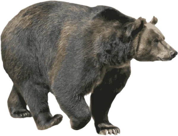 Realistic Brown Bear PNG Transparent Background