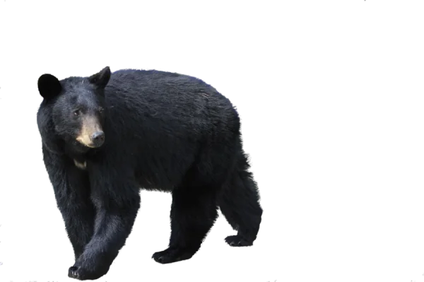 Realistic Black Bear Transparent Background PNG