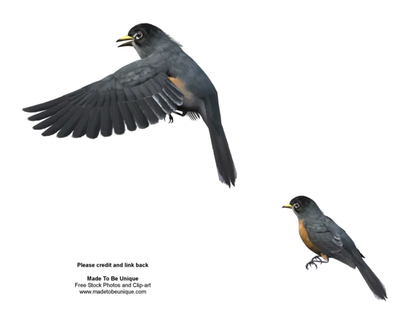 Two American Robins Transparent PNG
