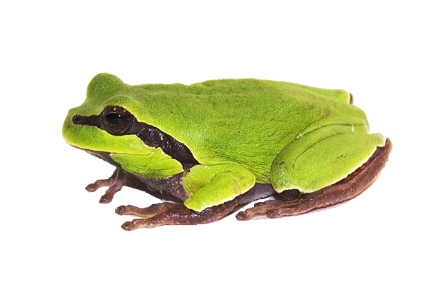Green Tree Frog PNG Transparent Background