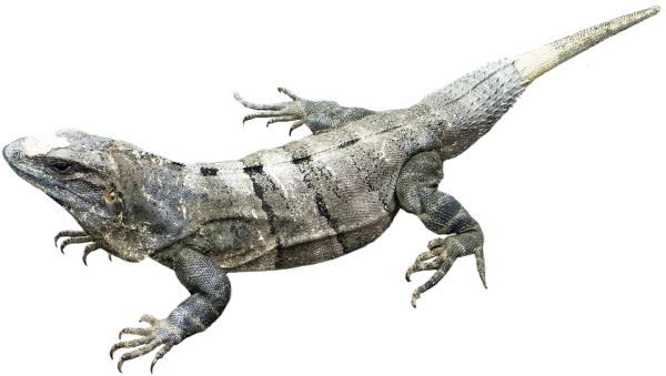 Gray Iguana PNG Transparent Background
