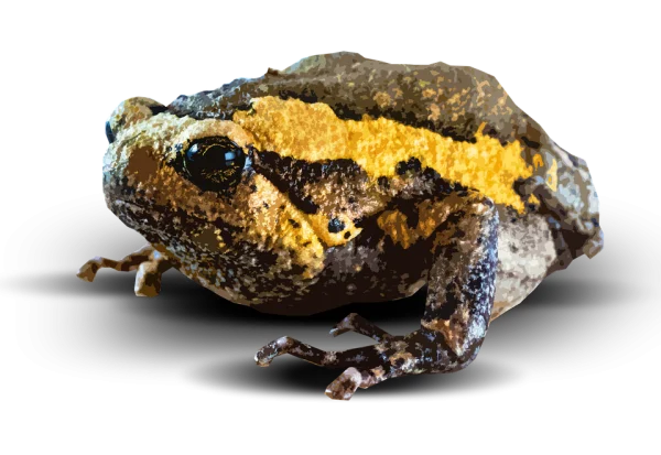 Banded Bullfrog PNG Transparent Background