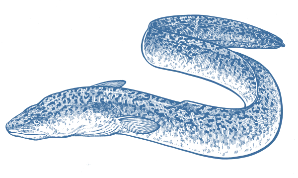 Blue Eel Illustration Transparent PNG