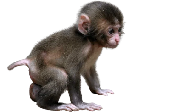 Cute Baby Monkey PNG Transparent Background